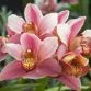 Orchid88